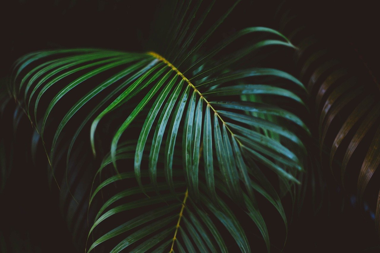 fronds 1869757 1280